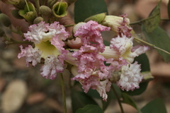 Dolichandrone atrovirens